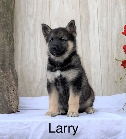 Norwegian Elkhound Hybrid For Sale Adamsville, OH Male- Larry