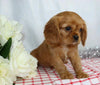 AKC Registered Cavalier King Charles Spaniel For Sale Wooster, OH Male- Lee