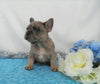 AKC Registered French Bulldog For Sale Holmesville, OH Male- Lenny