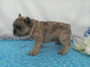 AKC Registered French Bulldog For Sale Holmesville, OH Male- Lenny