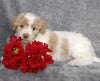 F1B Mini Labradoodle For Sale Millersburg, OH Female- Lexi