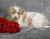 F1B Mini Labradoodle For Sale Millersburg, OH Female- Lexi