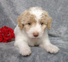 F1B Mini Labradoodle For Sale Millersburg, OH Female- Lexi