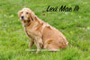 AKC Registered Golden Retriever For Sale Brinkhaven, OH Male- Griffin