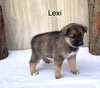 Norwegian Elkhound Hybrid For Sale Adamsville, OH Female-Lexi