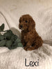 F1B Mini Goldendoodle For Sale Millersburg, OH Female- Lexi
