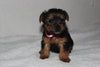 Yorkshire Terrier For Sale Fredericksburg, OH Female- Lexi