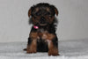 Yorkshire Terrier For Sale Fredericksburg, OH Female- Lexi