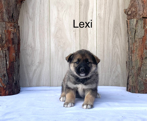 Norwegian Elkhound Hybrid For Sale Adamsville, OH Female-Lexi