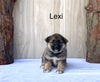 Norwegian Elkhound Hybrid For Sale Adamsville, OH Female-Lexi