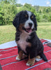 Bernese Mountain Dog For Sale Dundee, OH Male- Liam