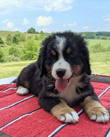 Bernese Mountain Dog For Sale Dundee, OH Male- Liam