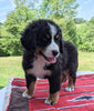 Bernese Mountain Dog For Sale Dundee, OH Male- Liam