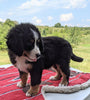 Bernese Mountain Dog For Sale Dundee, OH Male- Liam