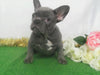 AKC Registered French Bulldog For Sale Holmesville, OH Female- Lilac