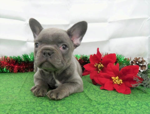 AKC Registered French Bulldog For Sale Holmesville, OH Female- Lilac