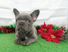 AKC Registered French Bulldog For Sale Holmesville, OH Female- Lilac