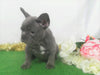 AKC Registered French Bulldog For Sale Holmesville, OH Female- Lilac