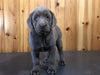 AKC Registered Silver Labrador Retriever For Sale Fredericksburg, OH Female- Lilionna