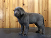 AKC Registered Silver Labrador Retriever For Sale Fredericksburg, OH Female- Lilionna
