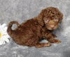F1B Mini Labradoodle For Sale Millersburg, OH Female- Lilly