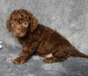 F1B Mini Labradoodle For Sale Millersburg, OH Female- Lilly