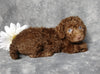 F1B Mini Labradoodle For Sale Millersburg, OH Female- Lilly