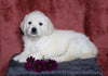 AKC Registered English Cream Golden Retriever For Sale Fredericksburg, OH Female- Lilly