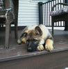 AKC Registered German Shepherd For Sale Millersburg, OH Female- Lilly