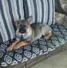 AKC Registered German Shepherd For Sale Millersburg, OH Female- Lilly