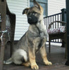 AKC Registered German Shepherd For Sale Millersburg, OH Female- Lilly