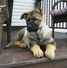 AKC Registered German Shepherd For Sale Millersburg, OH Female- Lilly