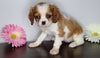 AKC Registered Cavalier King Charles Spaniel For Sale Fredericksburg, OH Female- Lilly