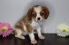 AKC Registered Cavalier King Charles Spaniel For Sale Fredericksburg, OH Female- Lilly