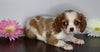 AKC Registered Cavalier King Charles Spaniel For Sale Fredericksburg, OH Female- Lilly