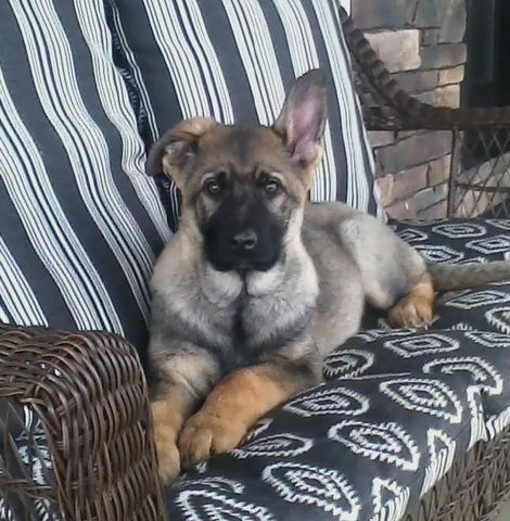 AKC Registered German Shepherd For Sale Millersburg, OH Female- Lilly