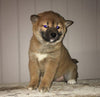 AKC Registered Shiba Inu For Sale Dundee, OH Female- Lily