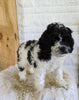 Cockapoo For Sale Dundee, OH Female- Lily