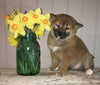 AKC Registered Shiba Inu For Sale Dundee, OH Female- Lily