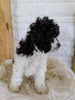 Cockapoo For Sale Dundee, OH Female- Lily