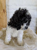 Cockapoo For Sale Dundee, OH Female- Lily