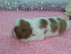 AKC Registered Cavalier King Charles Spaniel For Sale Wooster, OH Female- Lily