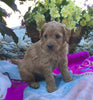 Mini Goldendoodle For Sale Fredericksburg, OH Female- Lily