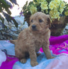 Mini Goldendoodle For Sale Fredericksburg, OH Female- Lily