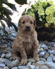 Mini Goldendoodle For Sale Fredericksburg, OH Female- Lily