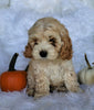 Cockapoo For Sale Fredericksburg, OH Female- Lily