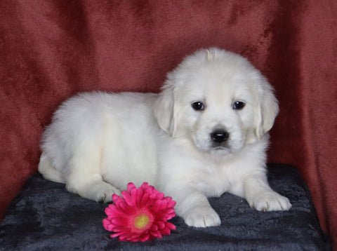 AKC Registered English Cream Golden Retriever For Sale Fredericksburg, OH Female- Lindsey