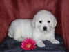 AKC Registered English Cream Golden Retriever For Sale Fredericksburg, OH Female- Lindsey