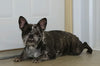 AKC Registered French Bulldog For Sale Wooster, OH Female- Starlett