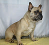 AKC Registered French Bulldog For Sale Wooster, OH Male- Sherwood